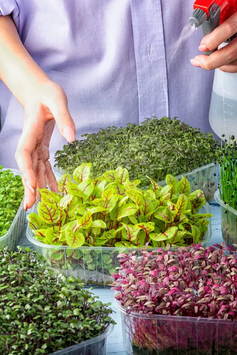 Zdjęcie Jak uprawiać kiełki w domu - proste sposoby na zdrowe odżywianie