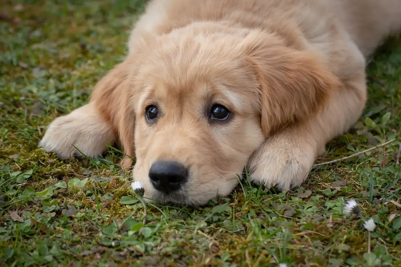 Zdjęcie Por qu&eacute; suspiran los perros y qu&eacute; revela sobre su bienestar emocional