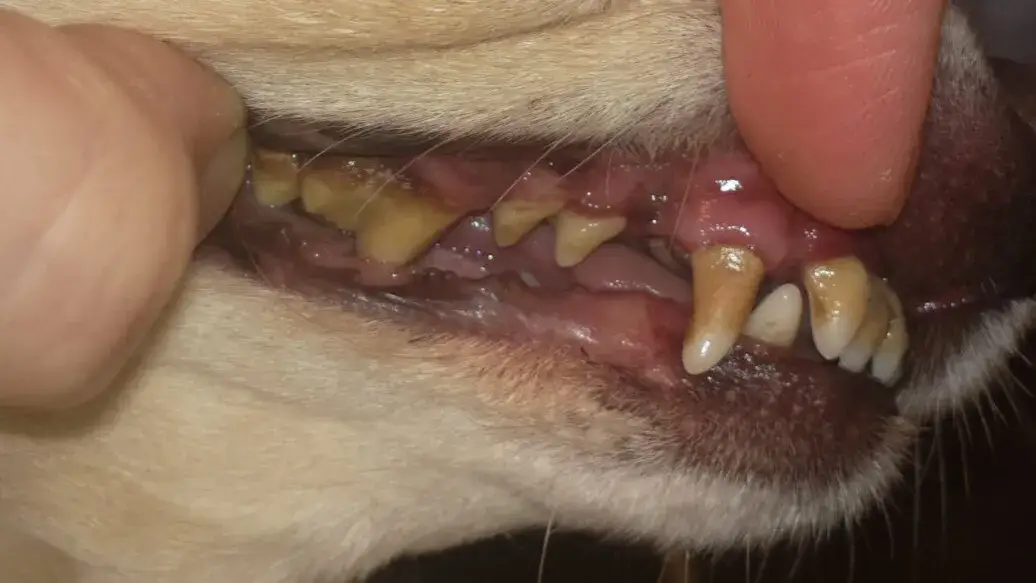 Zdjęcie Jak skutecznie pozbyć się kamienia nazębnego u psa i zadbać o zdrowie