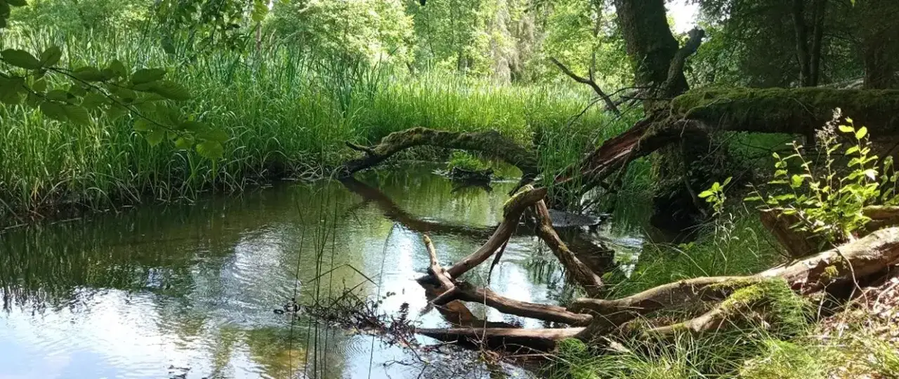 Zdjęcie Rezerwaty przyrody Kujawsko Pomorskie - Odkryj ich niezwykłe piękno