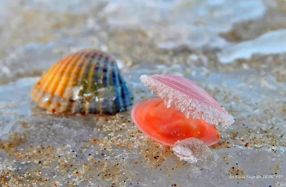 Zdjęcie Poznaj wszystkie muszle występujące w Bałtyku - kompletna charakterystyka