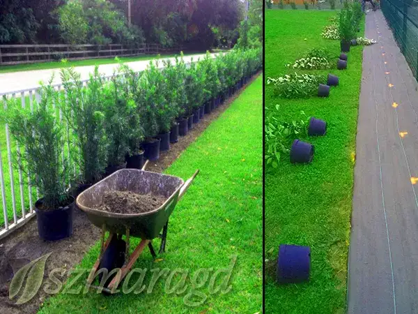 Zdjęcie Kiedy sadzić cisy na żywopłot, aby uniknąć błędów w ogrodzie