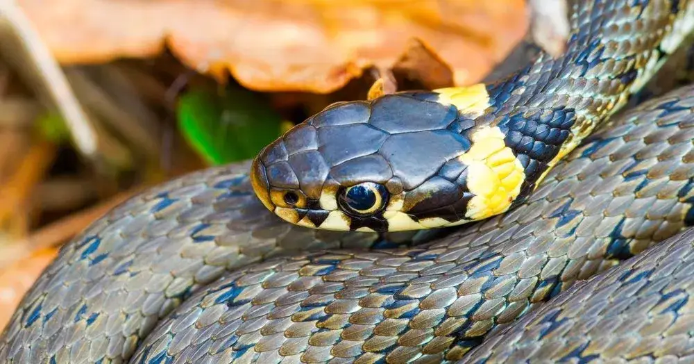 Zdjęcie Poznaj sekretne miejsca, w których zimuje zaskroniec - kompletny atlas