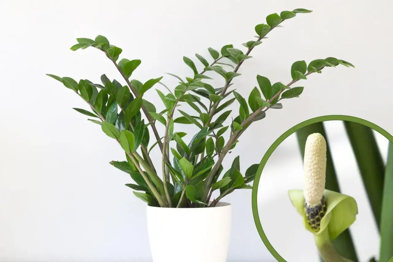 Zdjęcie Jak kwitnie zamiokulkas: rzadkie kwiaty i warunki do ich uzyskania