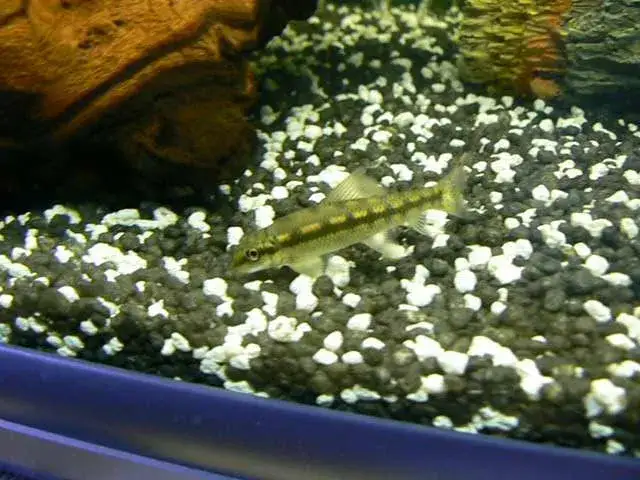 Zdjęcie Glonojad jaka temperatura wody? Klucz do zdrowia ryb i akwarium