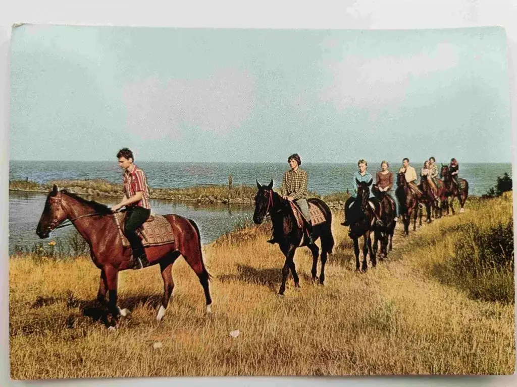 Zdjęcie Kadyny stadnina koni - historia, hodowla i aktualne oferty jeździeckie