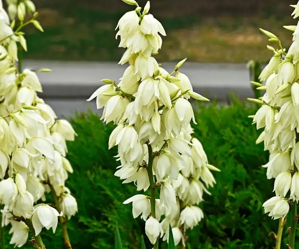 Zdjęcie Czy juka kwitnie? Odkryj sekrety jej pięknych kwiatów