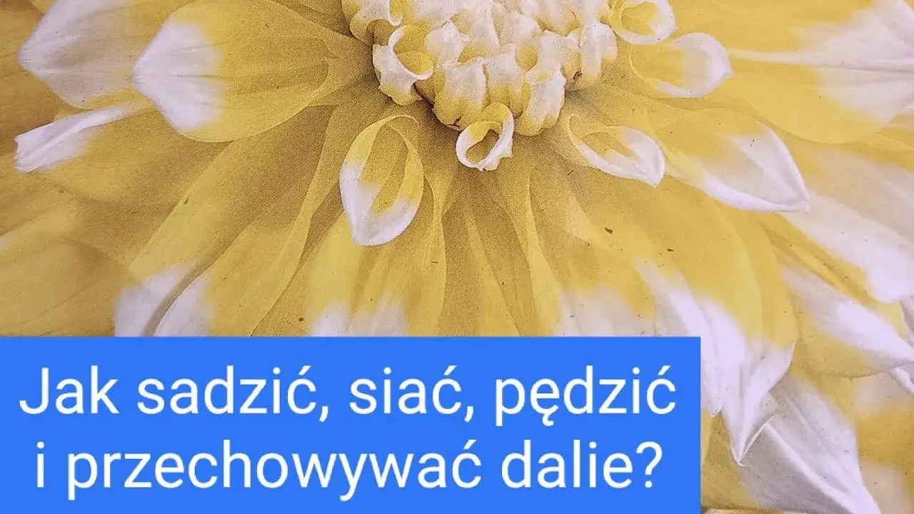 Zdjęcie Jak sadzić georginie: krok po kroku, by uniknąć błędów w ogrodzie