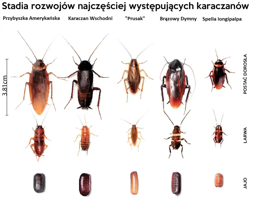 Zdjęcie Jak rozmnażają się karaluchy? Zaskakujące fakty o ich cyklu życia