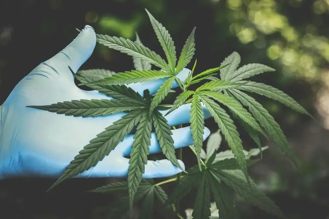 Zdjęcie Czy THC leczy? Poznaj skuteczność i właściwości terapeutyczne