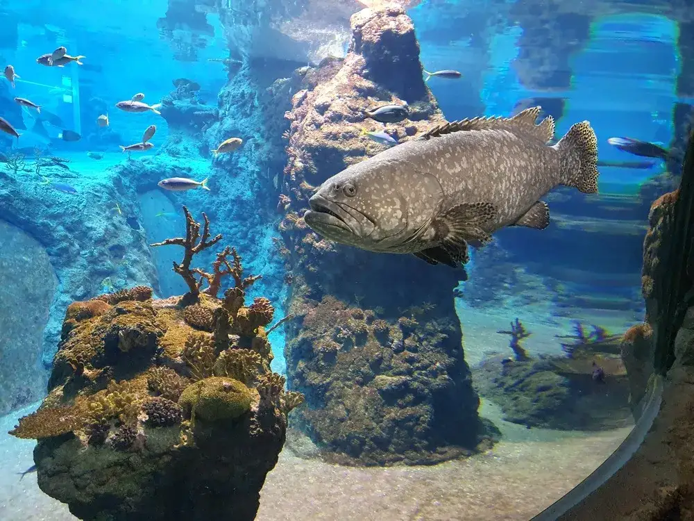 Zdjęcie Oceanarium Toruń – Fascynujące zwierzęta i wyjątkowe atrakcje