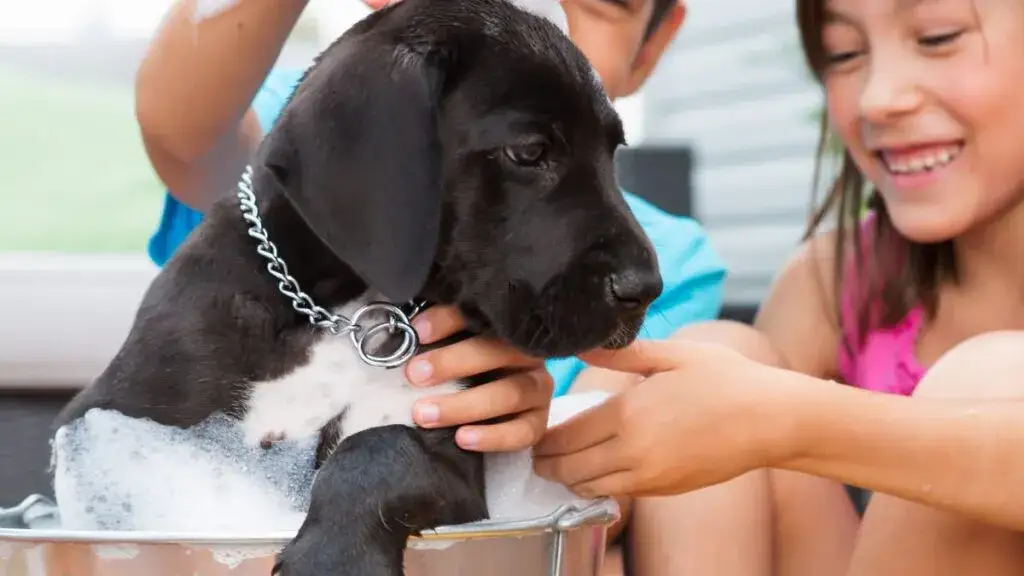 Zdjęcie Czy można kąpać 8 tygodniowego szczeniaka bez ryzyka dla zdrowia?