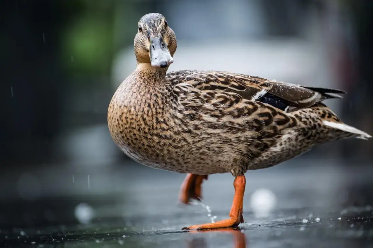 Zdjęcie Czy kaczka to ptak? Odkryj fascynujące fakty o kaczkach