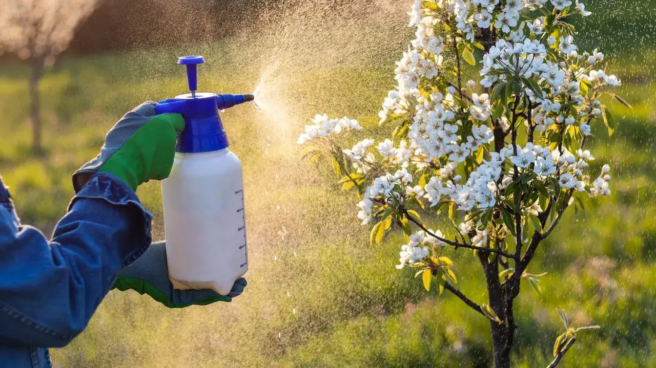 Zdjęcie Kiedy opryskiwać drzewa owocowe na robaki, aby uniknąć strat w plonach