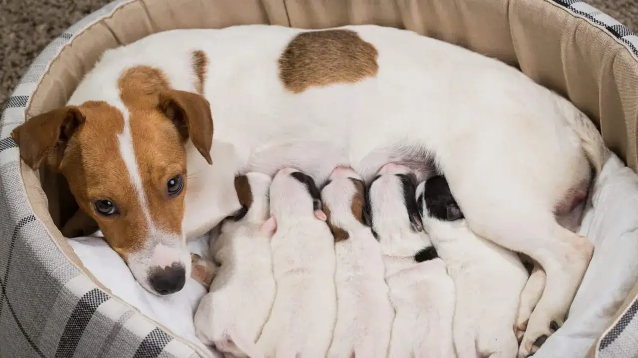Zdjęcie Jak wymyślić nazwę hodowli, aby przyciągnąć przyszłych właścicieli