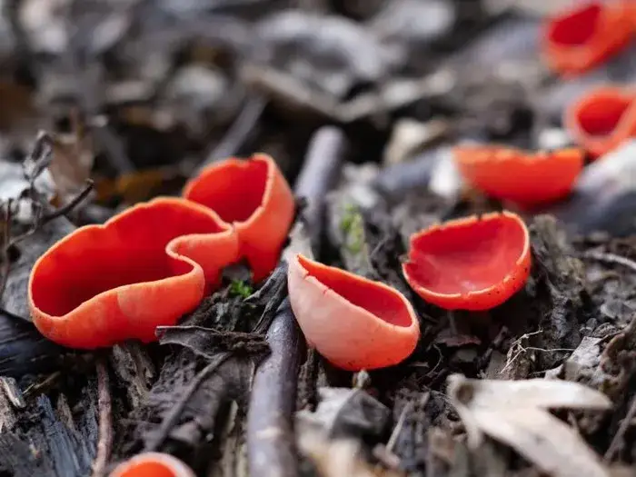 Zdjęcie Czarka grzyb - Skąd je znaleźć i jak przyrządzić?