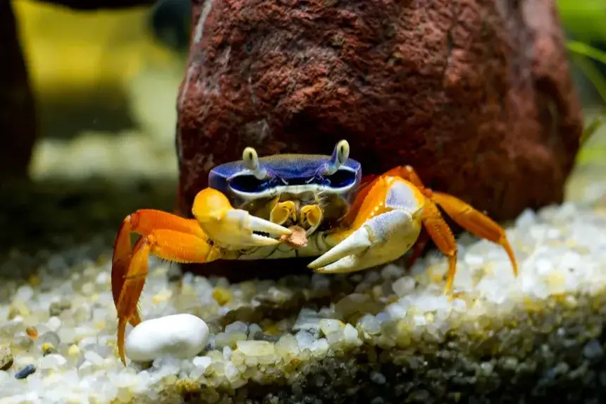 Zdjęcie Jak urządzić akwarium dla kraba: unikaj najczęstszych błędów