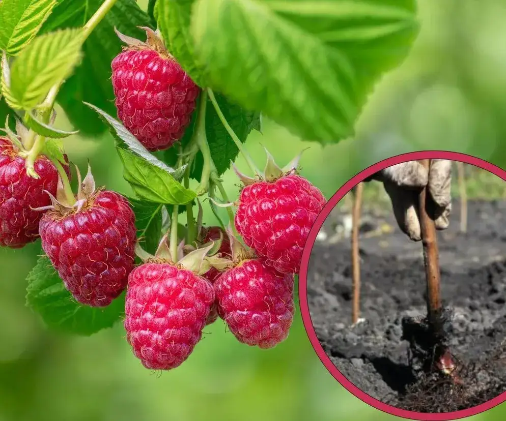 Zdjęcie Jak przycinać maliny, aby uniknąć błędów i cieszyć się plonami