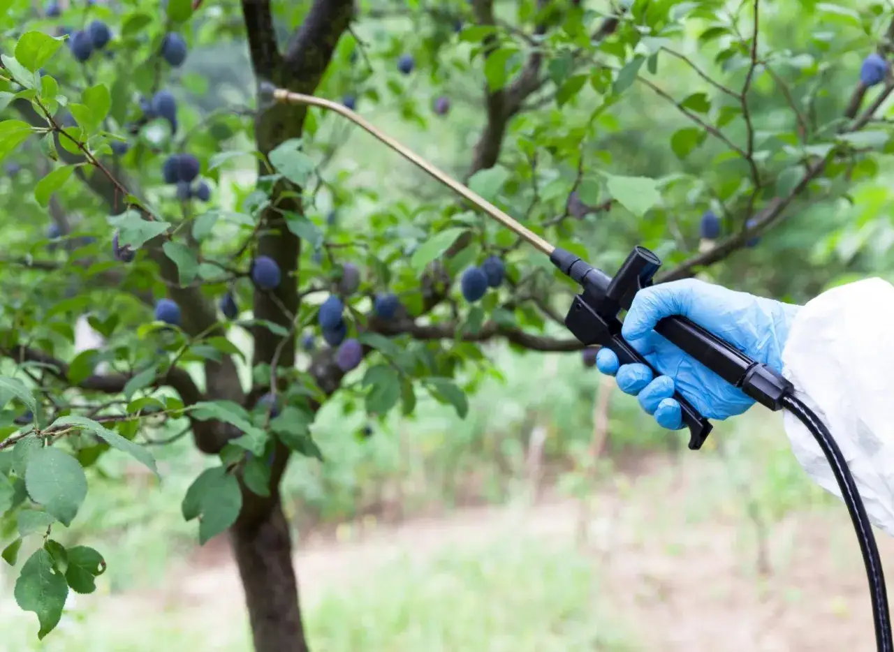 Zdjęcie Kiedy opryskiwać śliwy, aby uniknąć chorób i szkodników?
