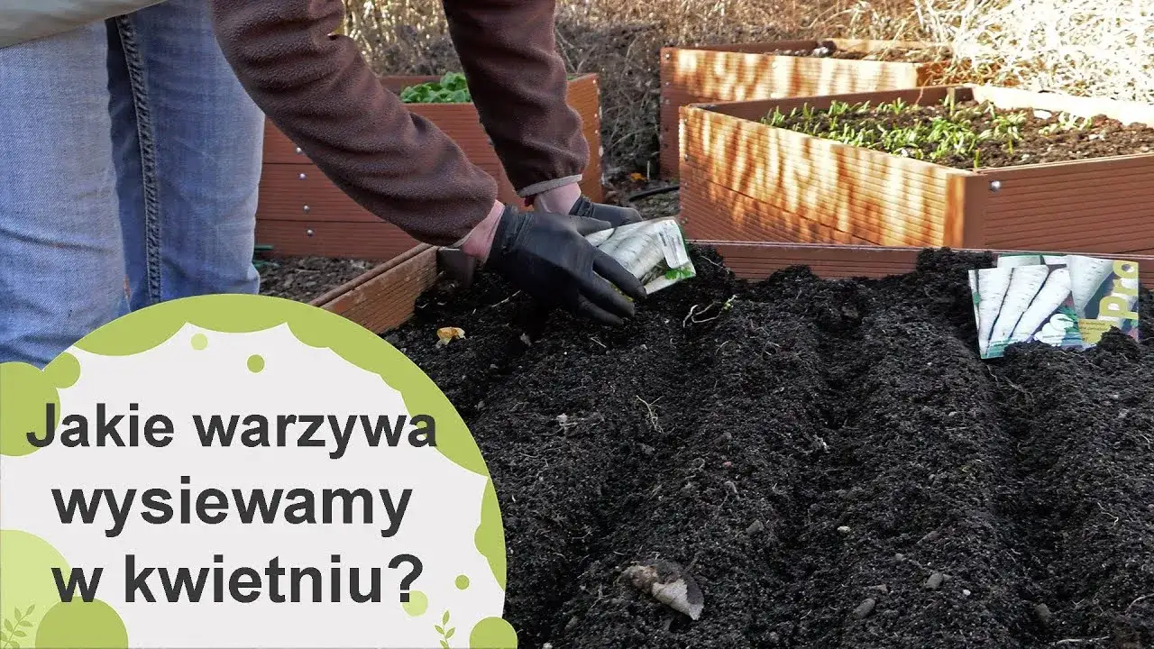 Zdjęcie Jakie warzywa siać w kwietniu, aby uniknąć rozczarowań w ogrodzie