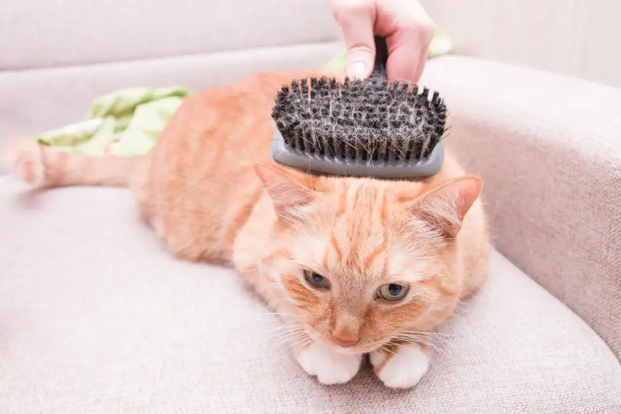 Zdjęcie Jak zabrać dzikiego kota do weterynarza bez stresu i bólu