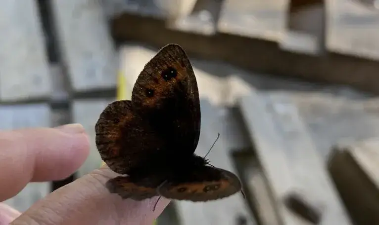 Zdjęcie Motyl czego jest symbolem? Odkryj głębokie znaczenie w kulturach