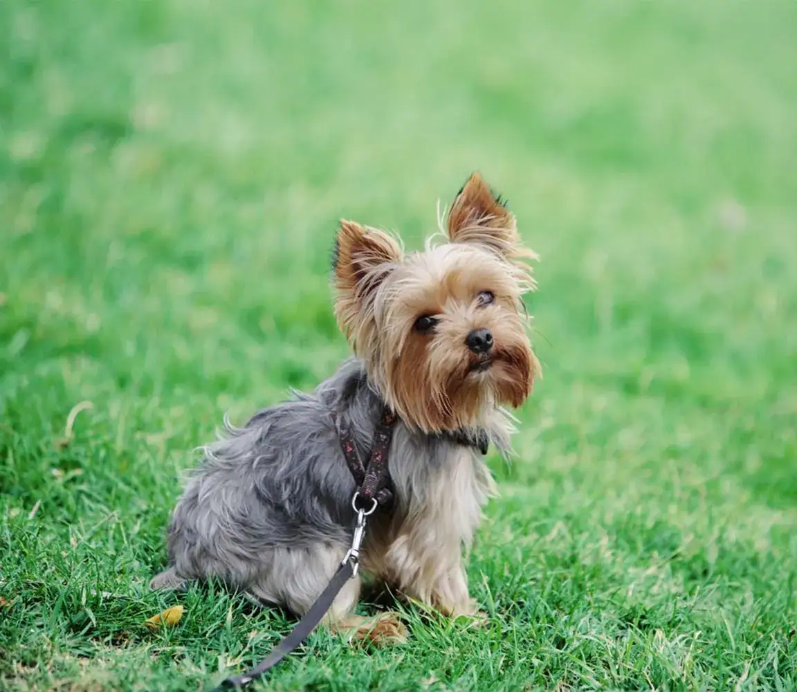 Zdjęcie Czy york ma sierść? Odkryj prawdę o włosach yorkshire terriera