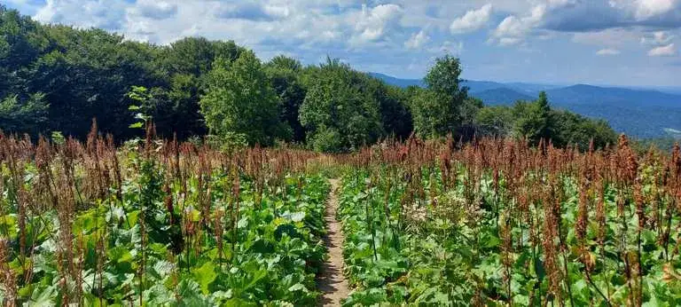 Zdjęcie Cisna atrakcje – odkryj najpiękniejsze miejsca w Bieszczadach