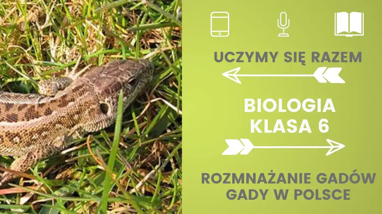 Zdjęcie Jak rozmnażają się gady? Zaskakujące metody i zachowania reprodukcyjne