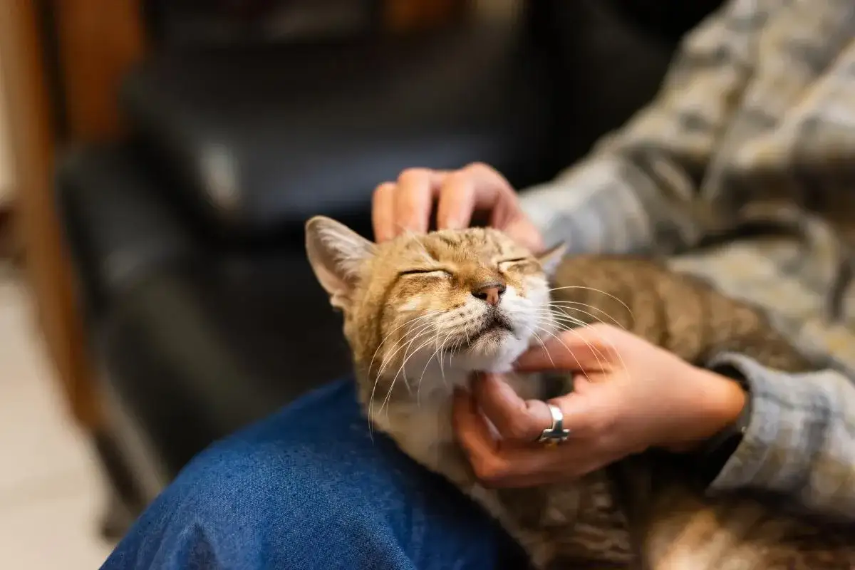 Zdjęcie Por qué los gatos ronronean cuando los acaricias y qué significa