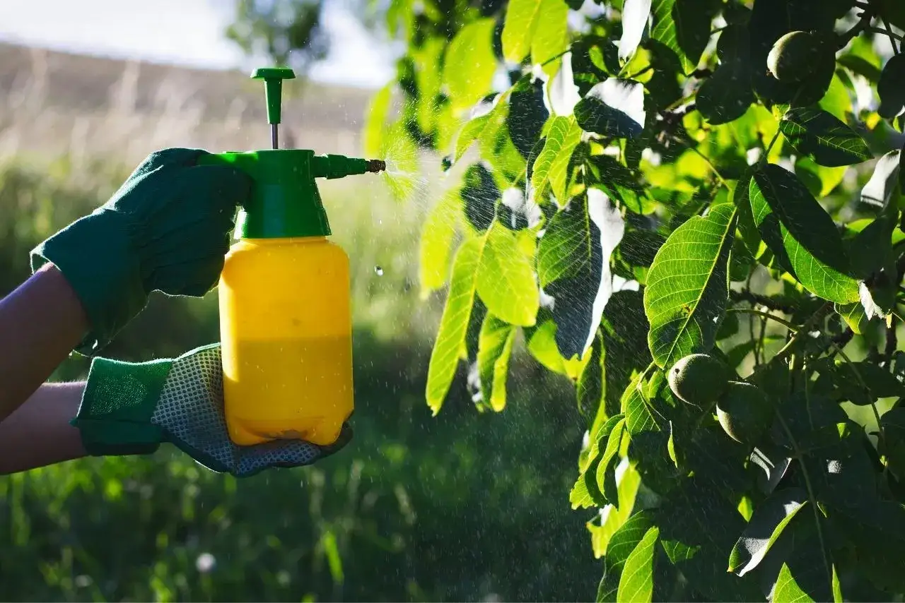 Zdjęcie Kiedy opryskiwać drzewa owocowe, aby uniknąć chorób i szkodników?