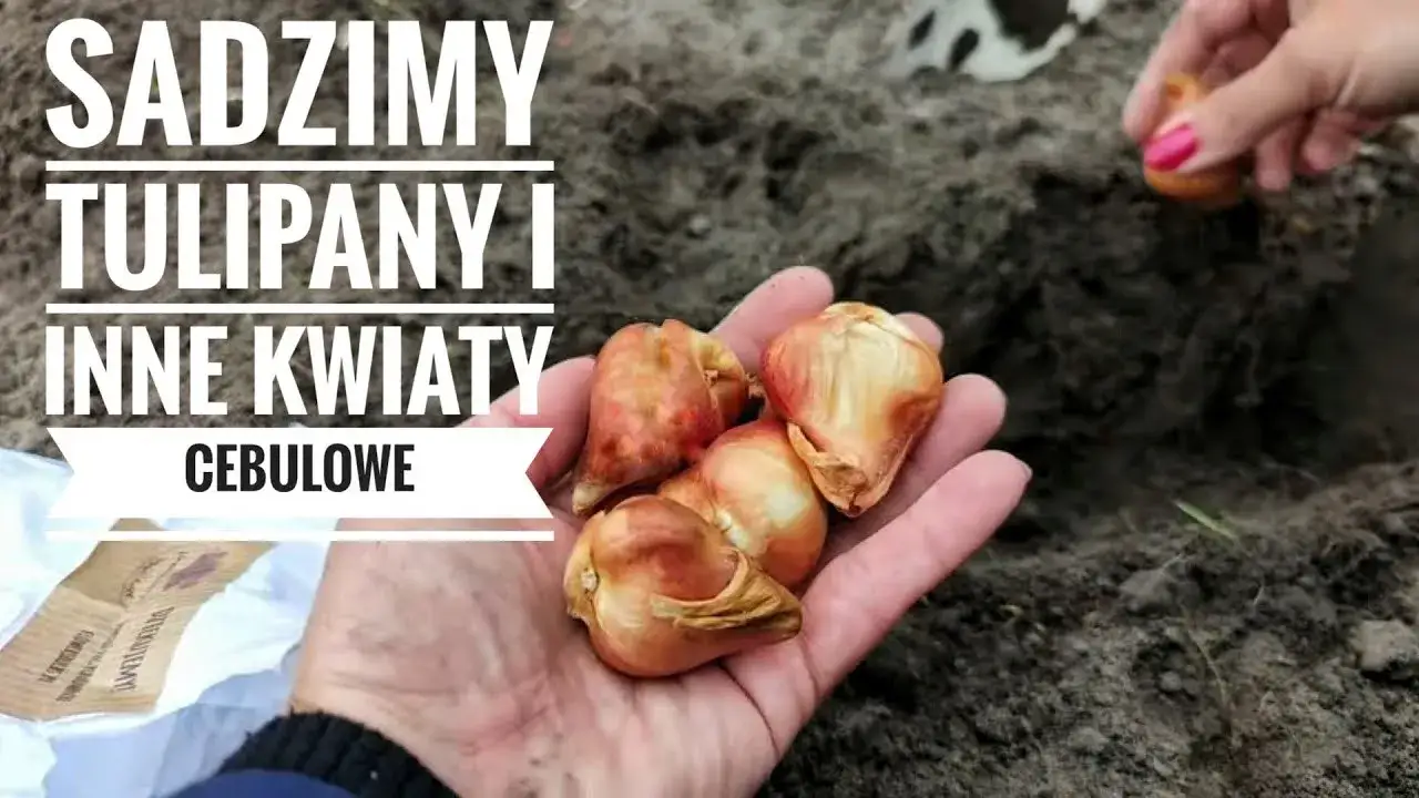 Zdjęcie Jak sadzić kwiaty w ogrodzie? Proste sposoby na piękną rabatę kwiatową