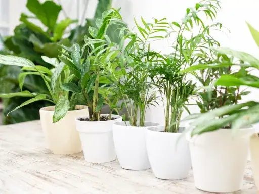 Zdjęcie Jakie kwiaty na słoneczny parapet - rośliny, które przetrwają upał