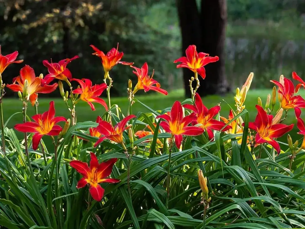 Zdjęcie Kiedy sadzić liliowce ogrodowe - poznaj najlepsze terminy i zasady