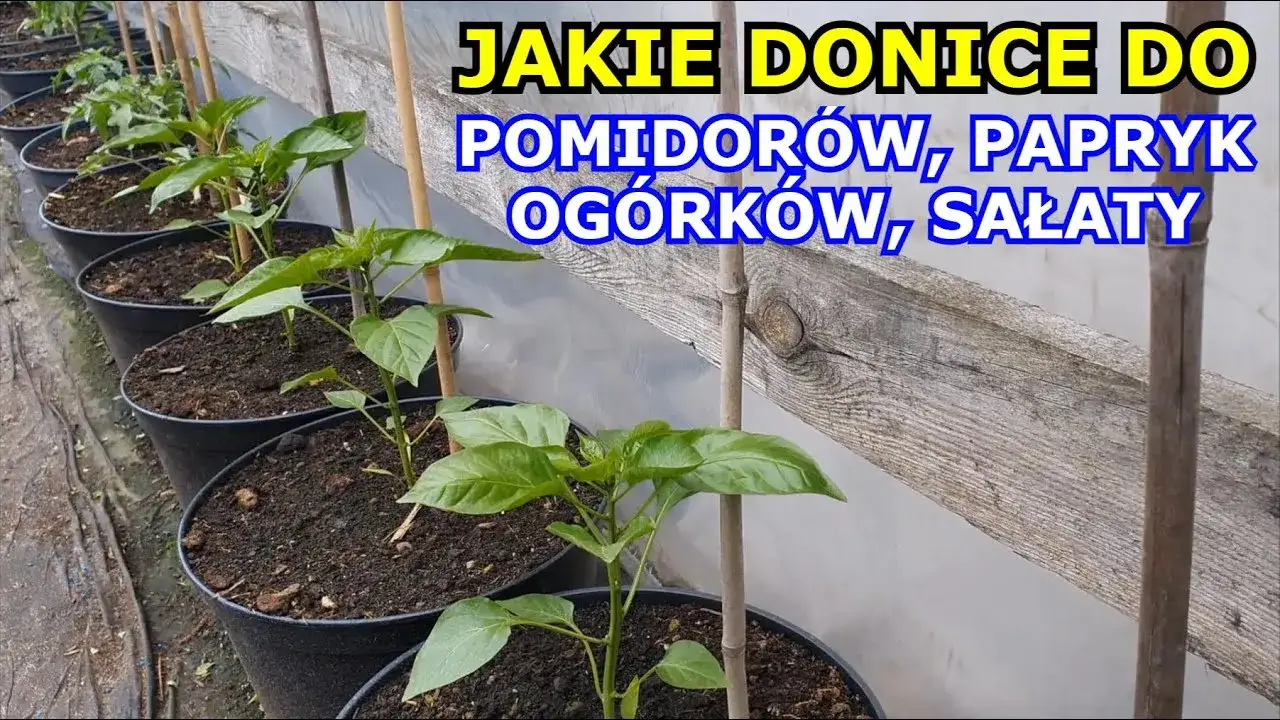 Zdjęcie Jakie donice do pomidorów wybrać, aby uniknąć problemów z uprawą?