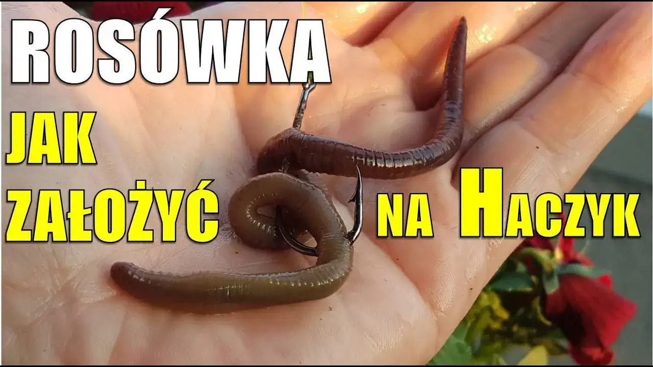 Zdjęcie Jak założyć rosówkę na haczyk, by uniknąć najczęstszych błędów