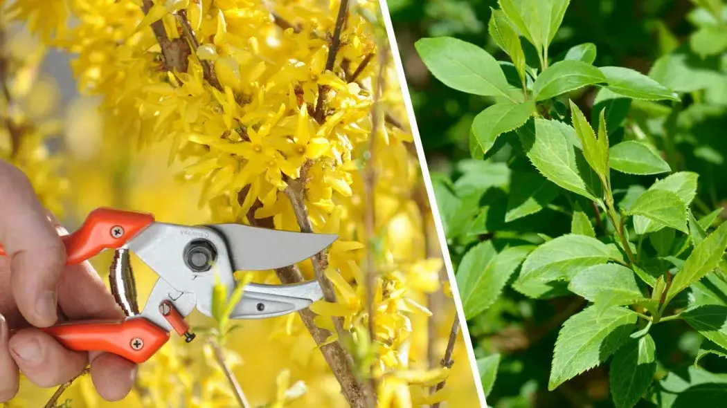 Zdjęcie Jak przycinać forsycje, aby uniknąć błędów i cieszyć się kwitnieniem