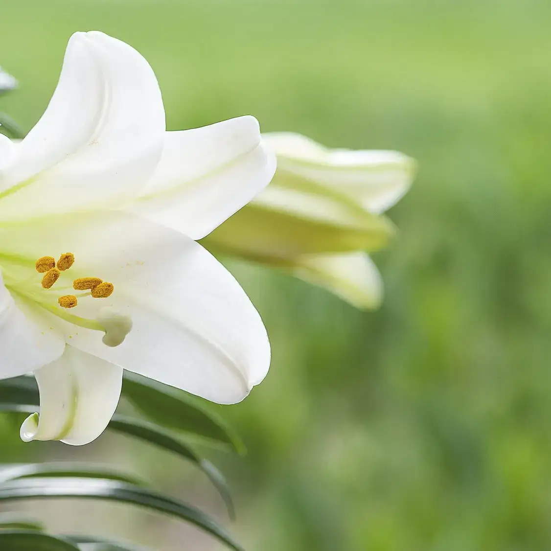 Zdjęcie Jak sadzić lilie w doniczkach, aby uniknąć najczęstszych błędów