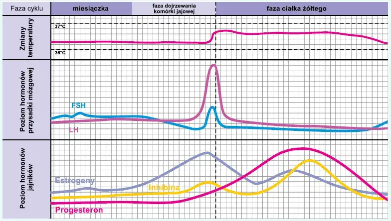 Zdjęcie Podwyższona temperatura po owulacji jak długo - co to oznacza?