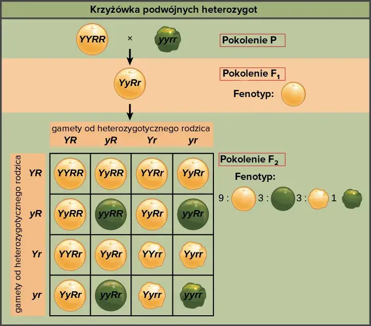 Zdjęcie Arfa w krzyżówkach: sekrety rozwiązywania i pułapki, których unikać!