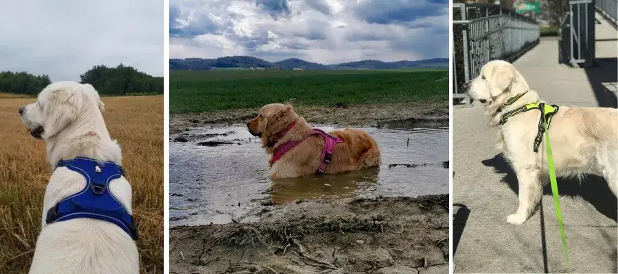 Zdjęcie Jak obroża dla szczeniaka goldena może zapewnić komfort i bezpieczeństwo