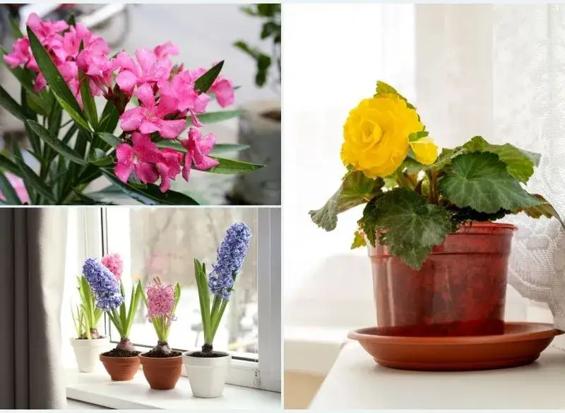 Zdjęcie Kwiaty, których nie należy trzymać w sypialni - lista i powody