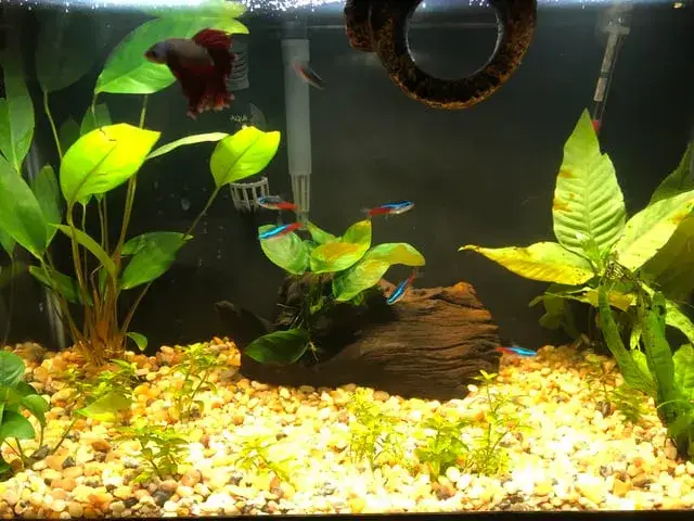 Zdjęcie Dlaczego rośliny w akwarium robią się brązowe i jak temu zapobiec