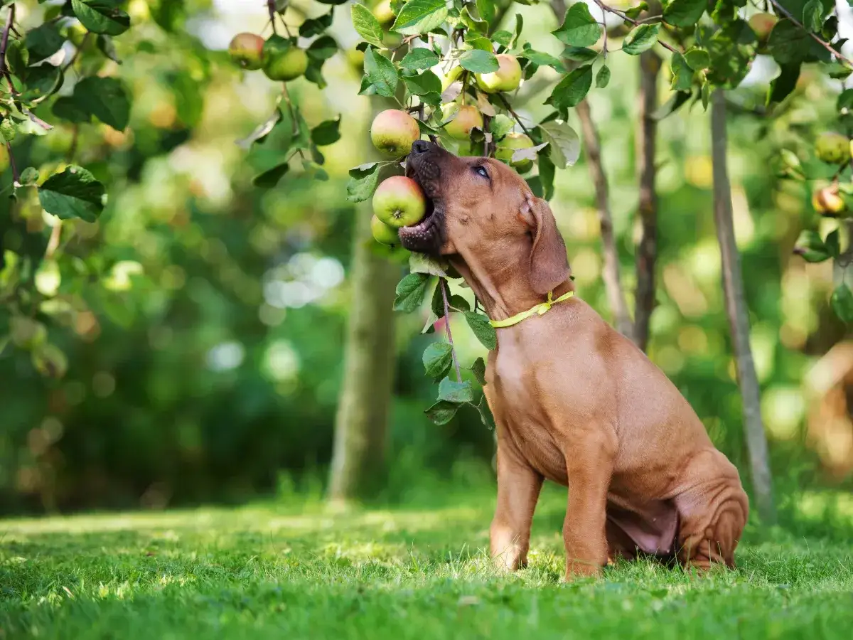 Zdjęcie Czy pies może jeść jabłko ze skórką? Oto co musisz wiedzieć