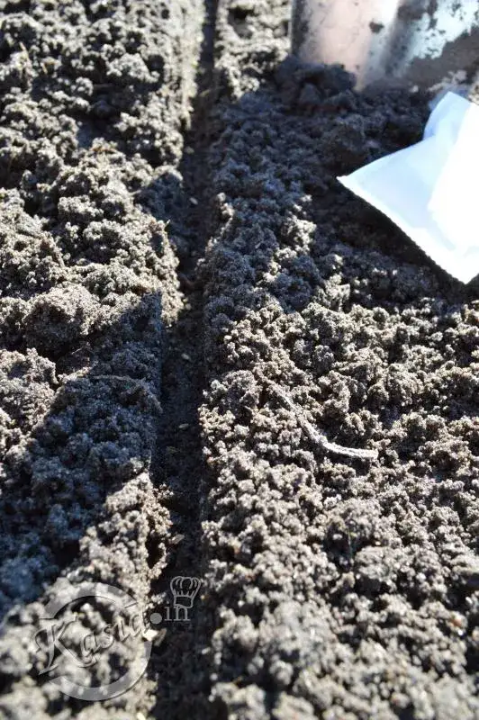 Zdjęcie Jak uprawiać pietruszkę: proste sposoby na zdrowe zbiory w ogrodzie