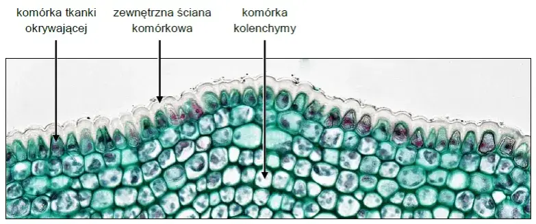 Zdjęcie Co to jest tkanka roślinna? Kluczowe informacje i funkcje tkankowe