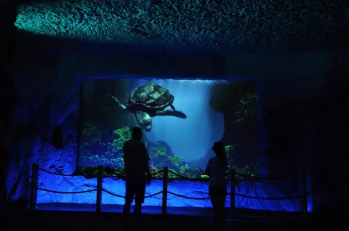 Zdjęcie Bałtów oceanarium: Fascynujące atrakcje i edukacja o prehistorii
