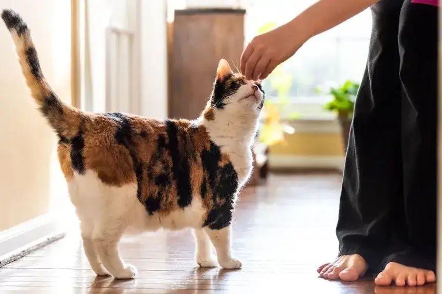 Zdjęcie Jak wytresować kota i uniknąć frustracji w codziennym życiu