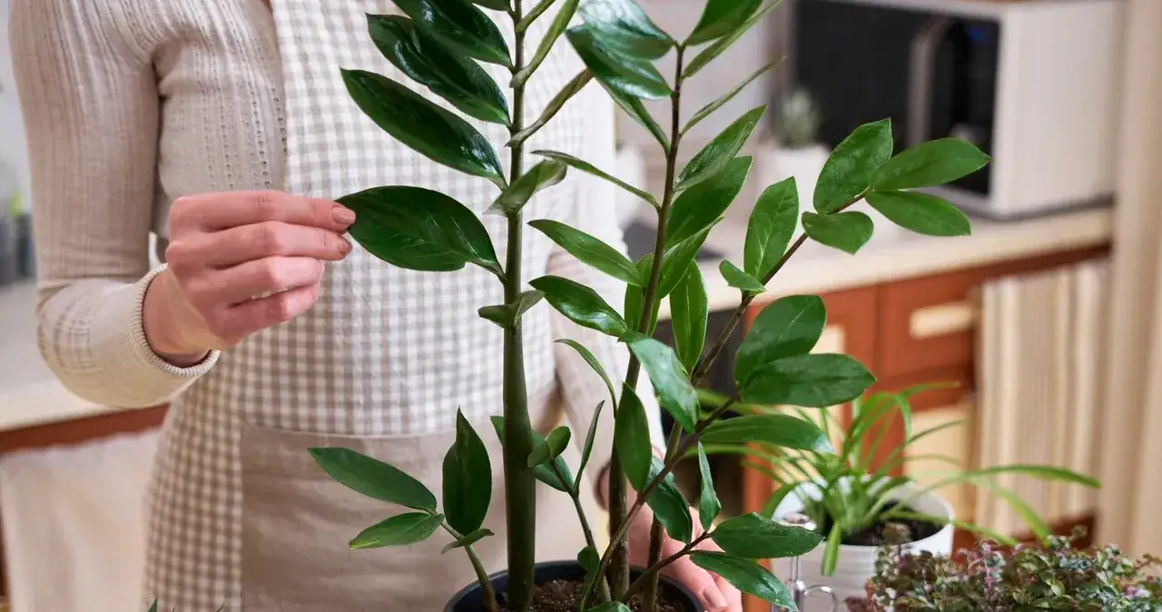 Zdjęcie Kwiat zamiokulkas jak kwitnie - rzadkie piękno i warunki do sukcesu