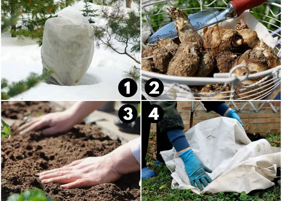 Zdjęcie Czy bazylia przezimuje w gruncie? Sposoby na ochronę przed mrozem